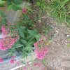 LA VALERIANE. Elle est capable de s'installer là où on n'imaginerait rien planter ou semer, mellifère, elle fait ainsi le bonheur des abeilles et des insectes pollinisateurs. BRUNO GODET